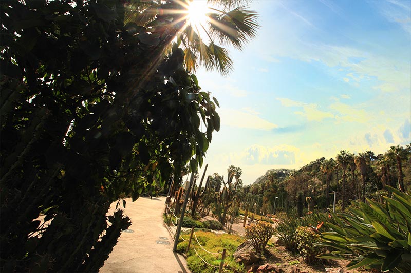 Jardin-Cactus-Barcelone103