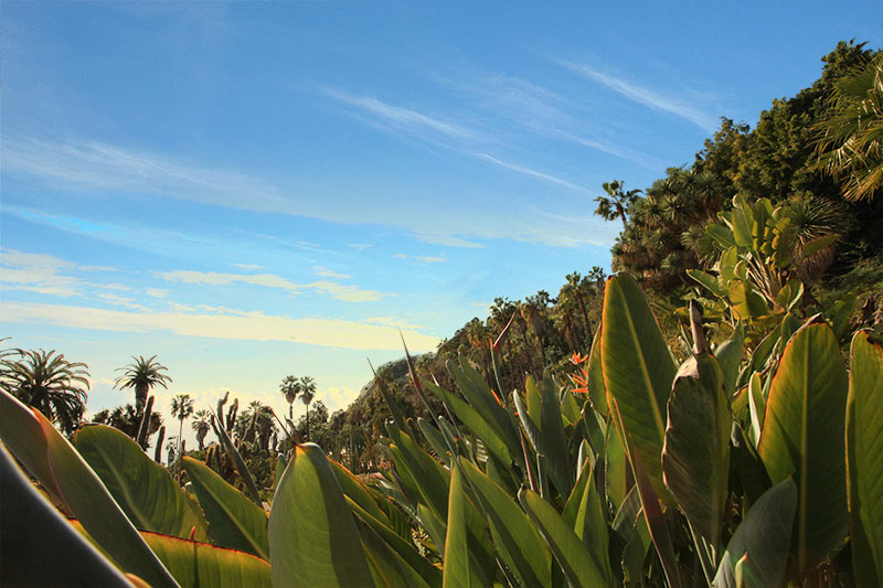 Jardin-Cactus-Barcelone104