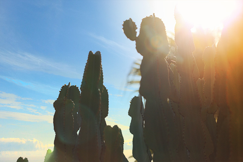 Jardin-Cactus-Barcelone106