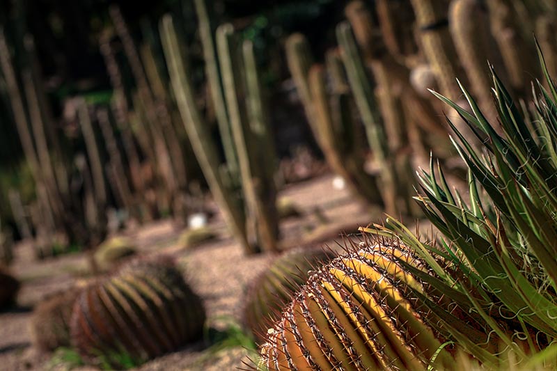 Jardin-Cactus-Barcelone107