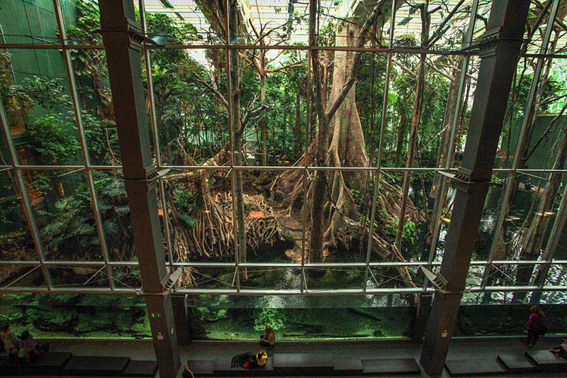 Mangrove géante au Musee des Sciences CosmoCaixa Barcelone.