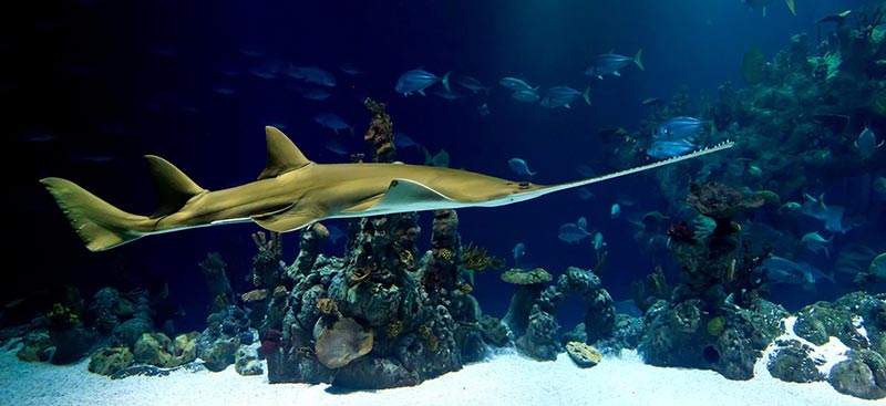 aquarium de barcelone