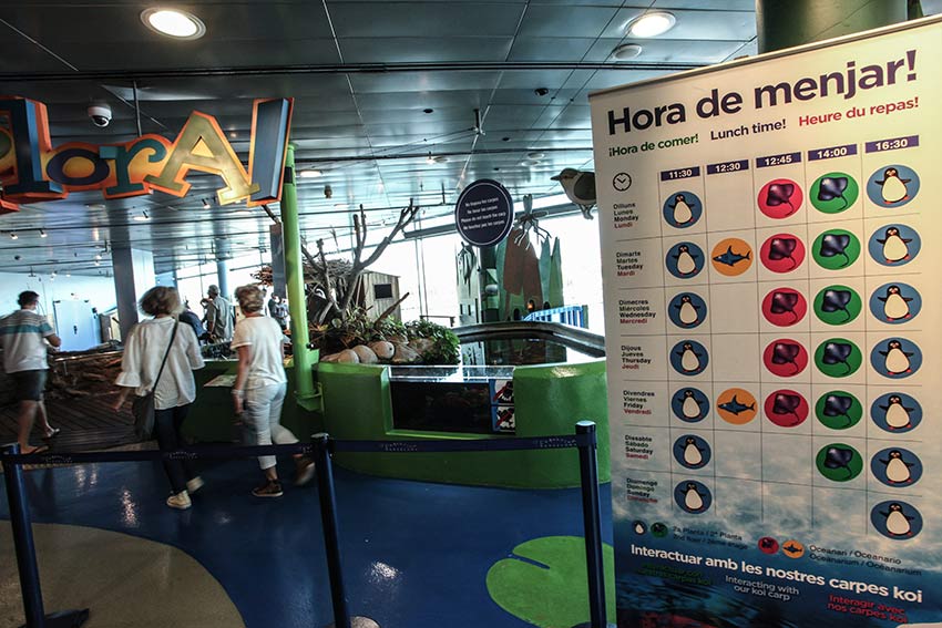 nourrir animaux poissons aquarium de barcelone