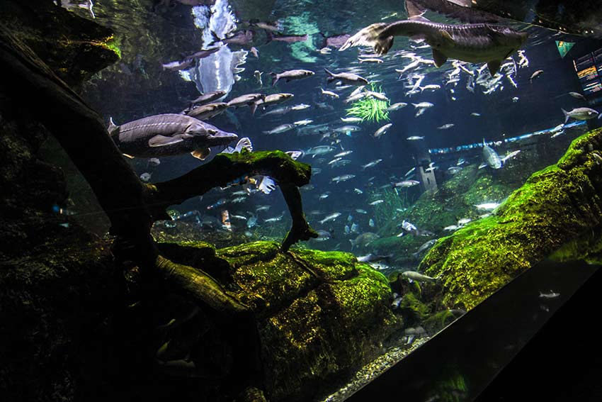 aquarium barcelone